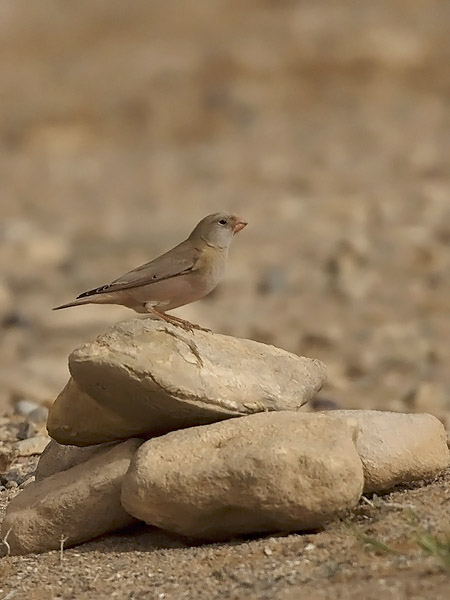 Aavikkotulkku, Trumpeter Finch, Bucanetes githagineus